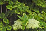 Hydrangea petiolaris