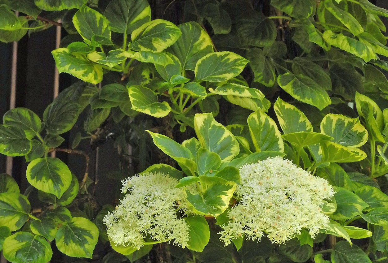 Image of Hydrangea petiolaris specimen.