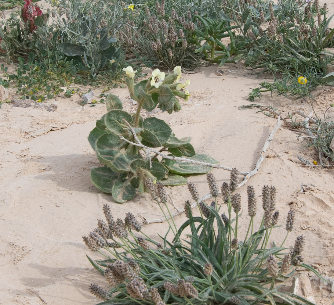 Изображение особи Hyoscyamus desertorum .