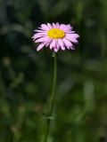 Pyrethrum coccineum