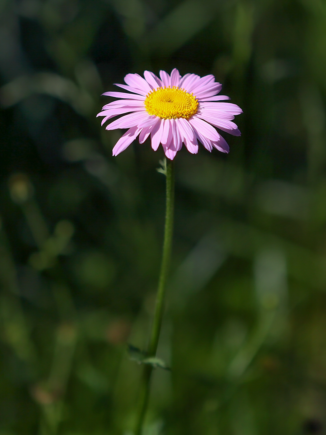 Изображение особи Pyrethrum coccineum.