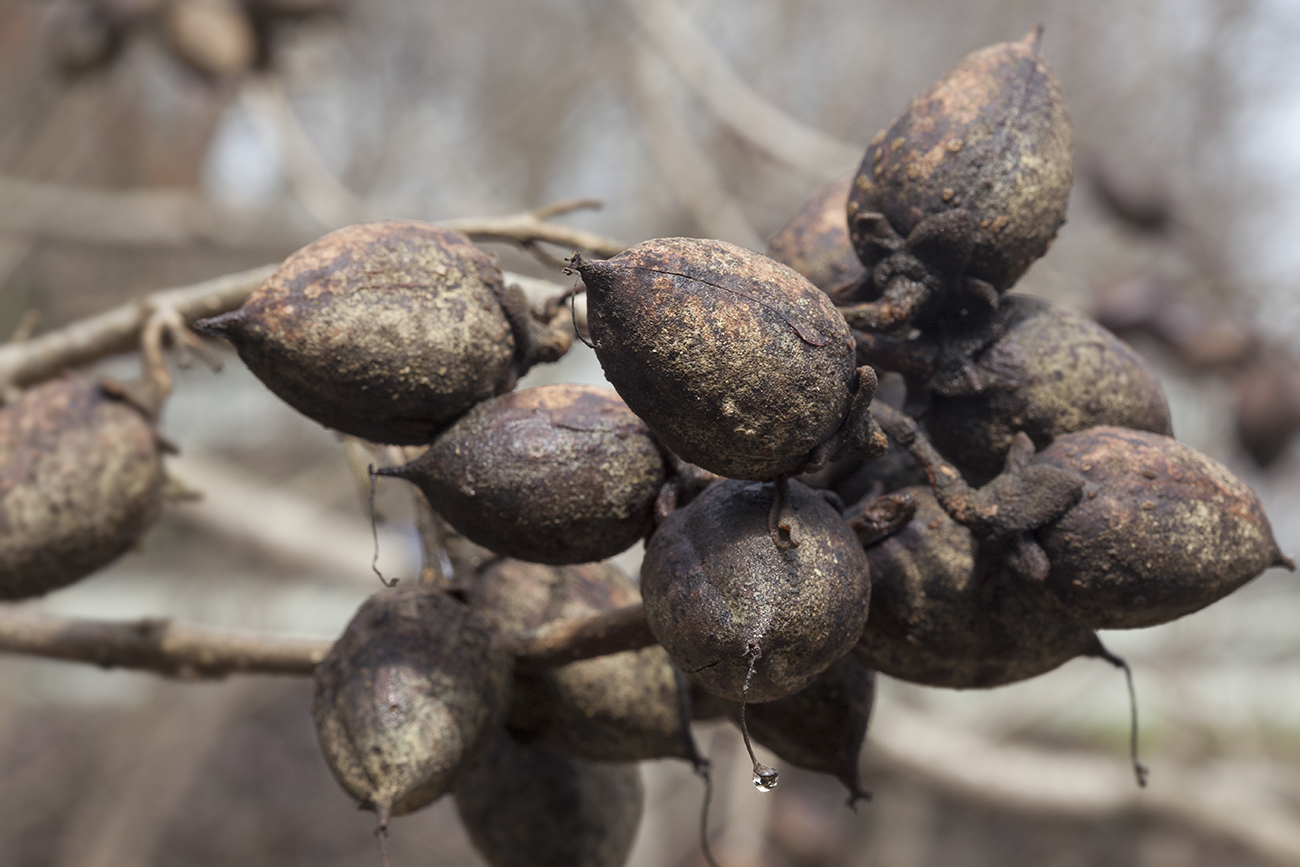 Изображение особи Paulownia tomentosa.