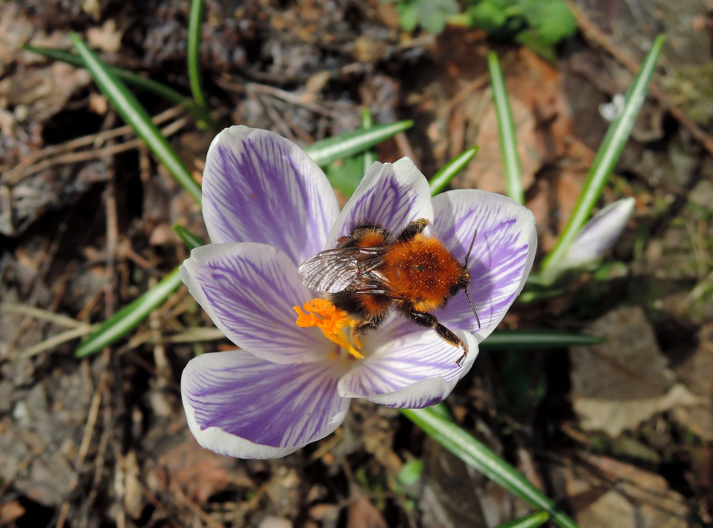 Image of Crocus vernus specimen.