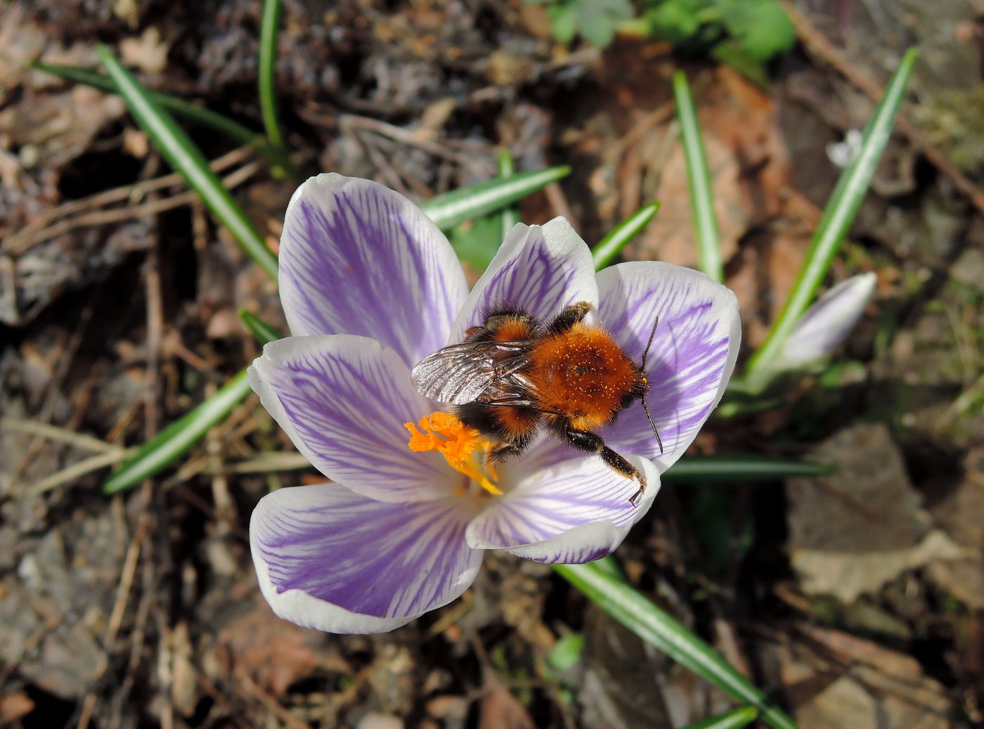 Изображение особи Crocus vernus.