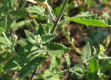 Nepeta cataria