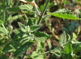 Nepeta cataria. Побеги. Татарстан, г. Бавлы, сад. 03.07.2010.