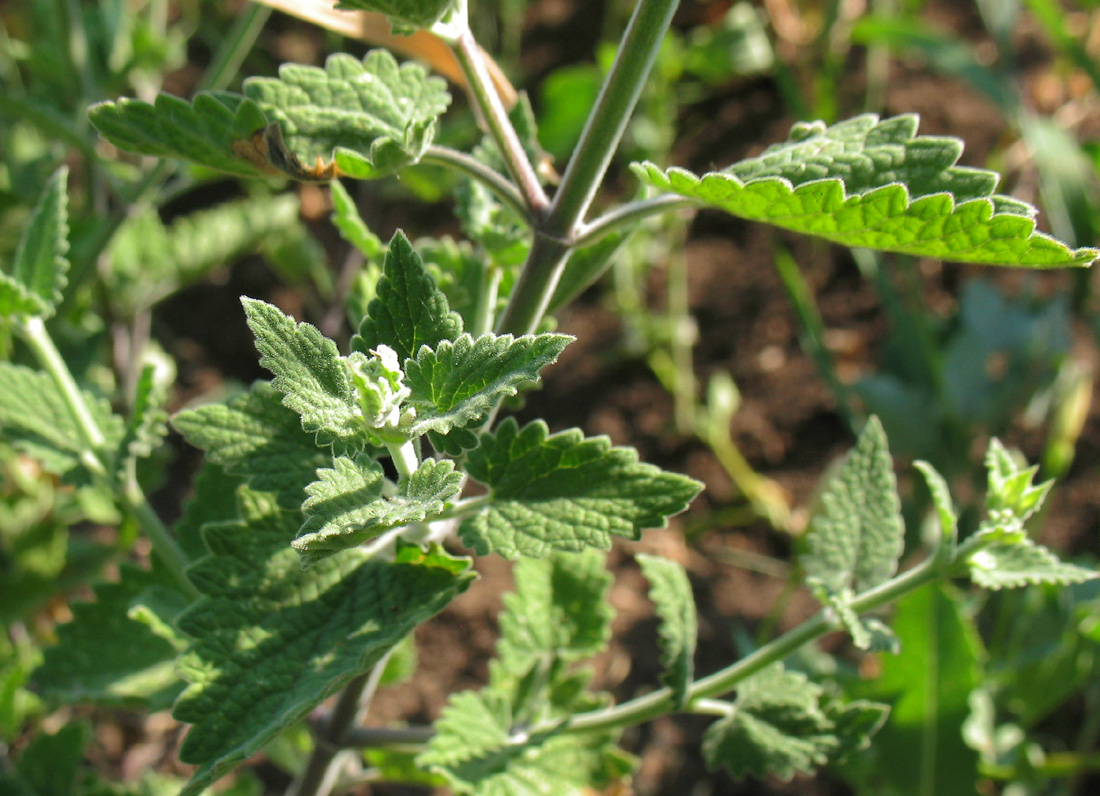 Image of Nepeta cataria specimen.