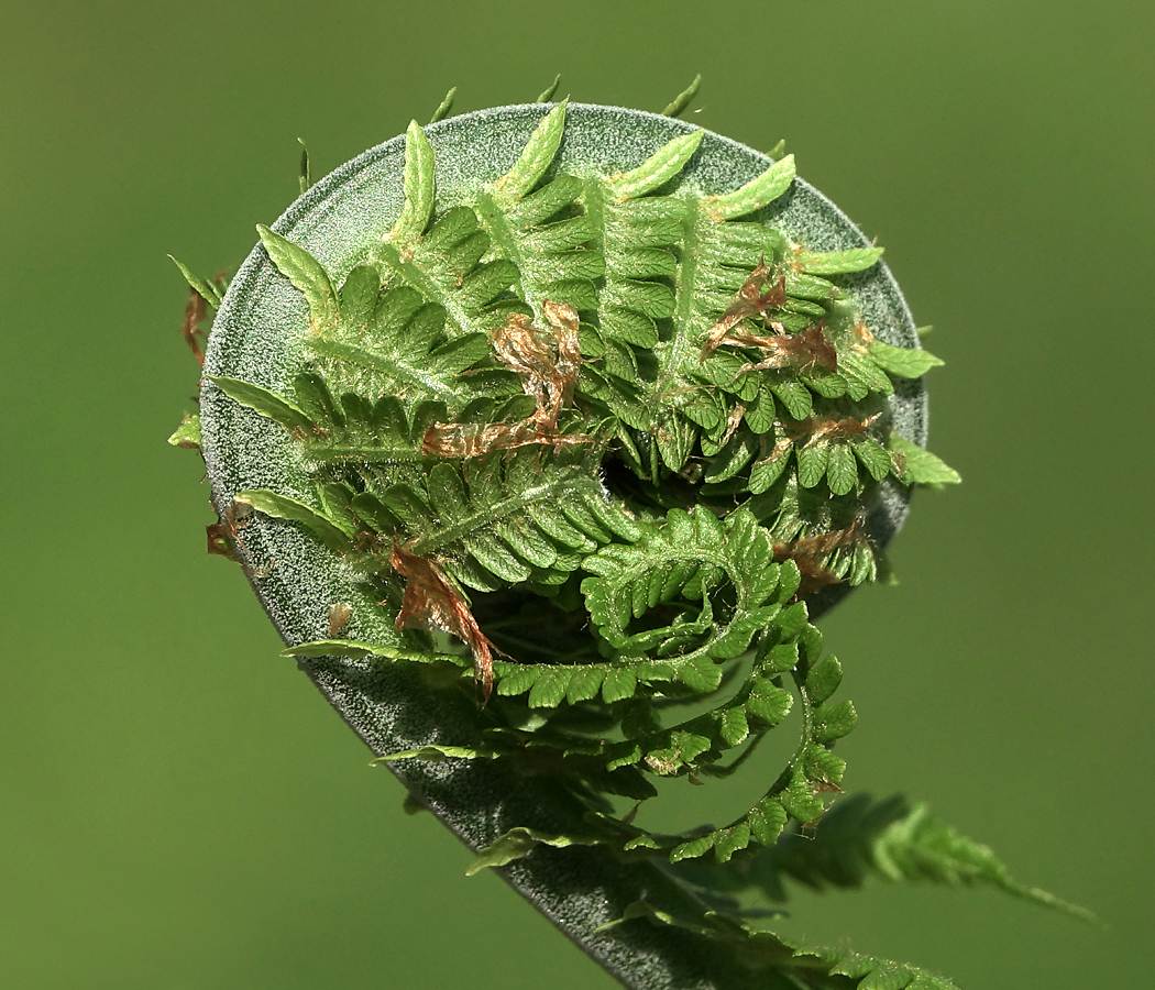 Изображение особи Matteuccia struthiopteris.