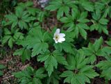 Anemone nemorosa. Цветущее растение. Новгородская обл., оз. Валдай, о-в Руднев (Рябиновый), опушка хвойного леса. 12.05.2019.