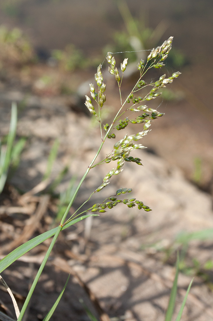 Image of Hierochloe odorata specimen.