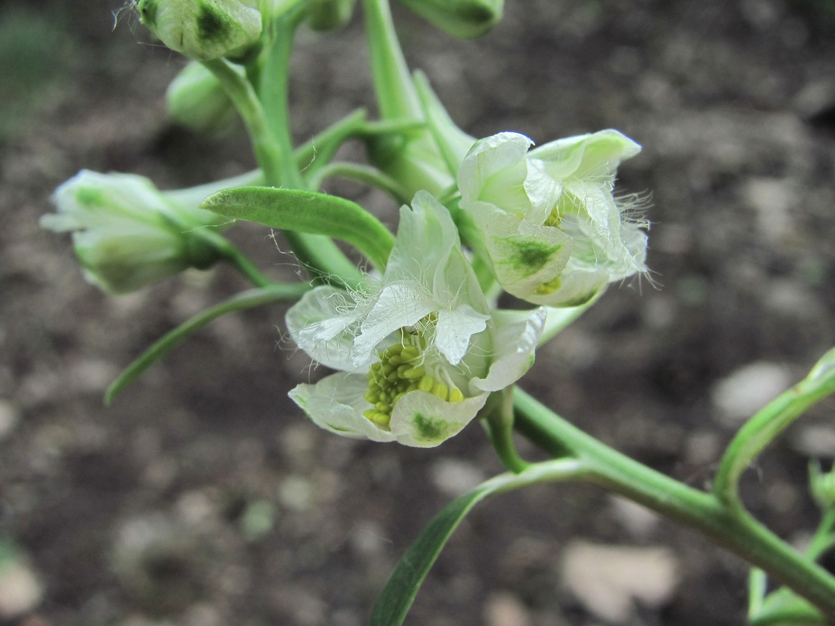 Image of Delphinium macropogon specimen.