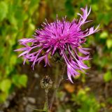 Centaurea scabiosa. Соцветие. Чувашия, окрестности г. Шумерля, старый ж/д переезд. 6 июля 2008 г.