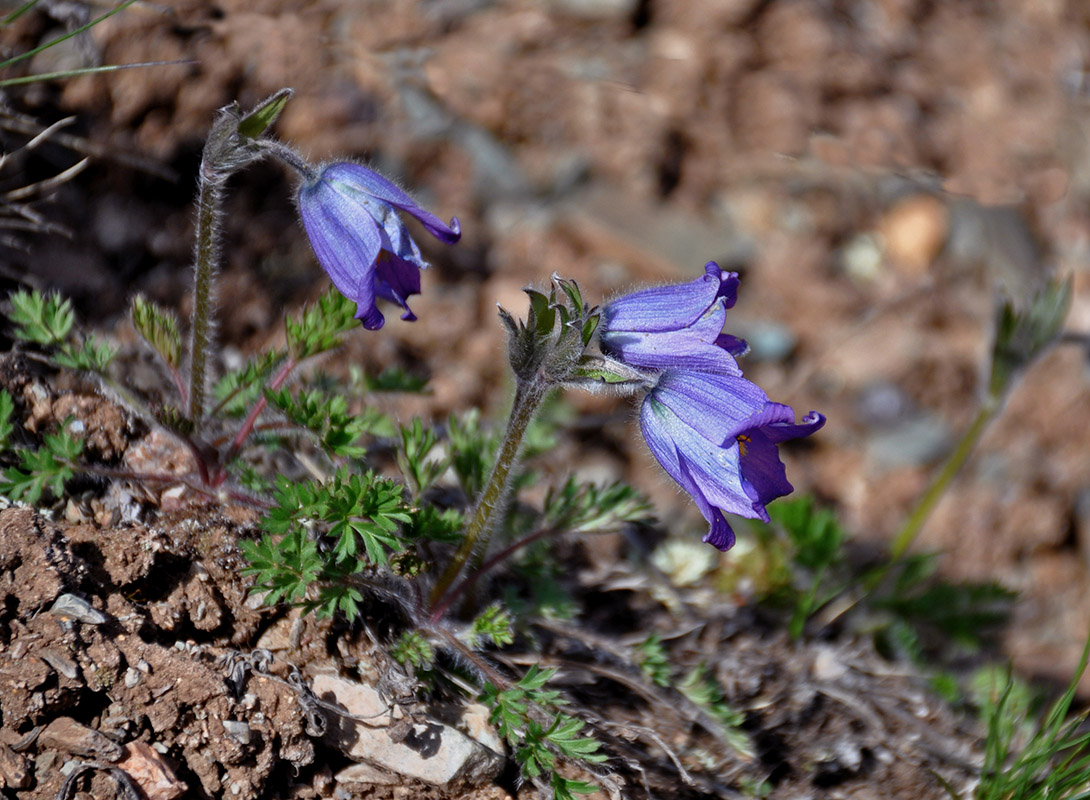 Image of Pulsatilla regeliana specimen.