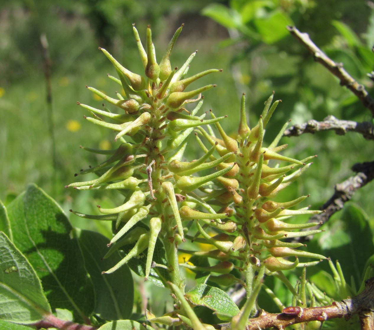 Изображение особи Salix pseudodepressa.