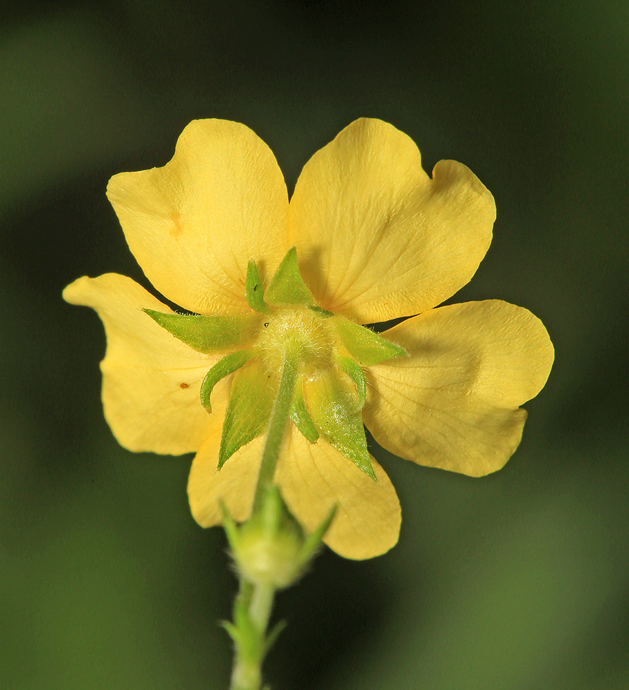 Изображение особи Potentilla cryptotaeniae.