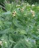 Hyoscyamus niger