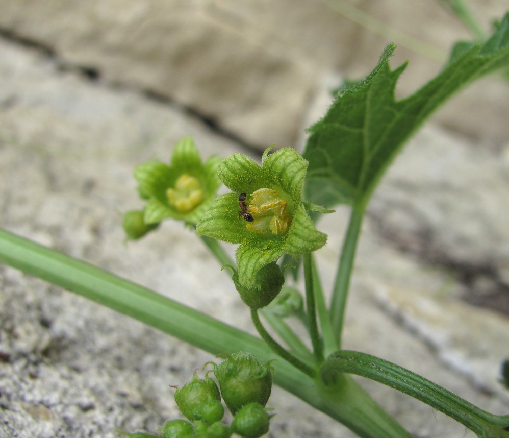 Image of Bryonia aspera specimen.