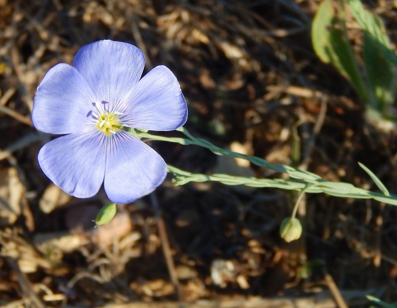 Изображение особи Linum austriacum.