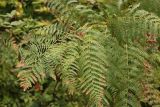 род Pteridium