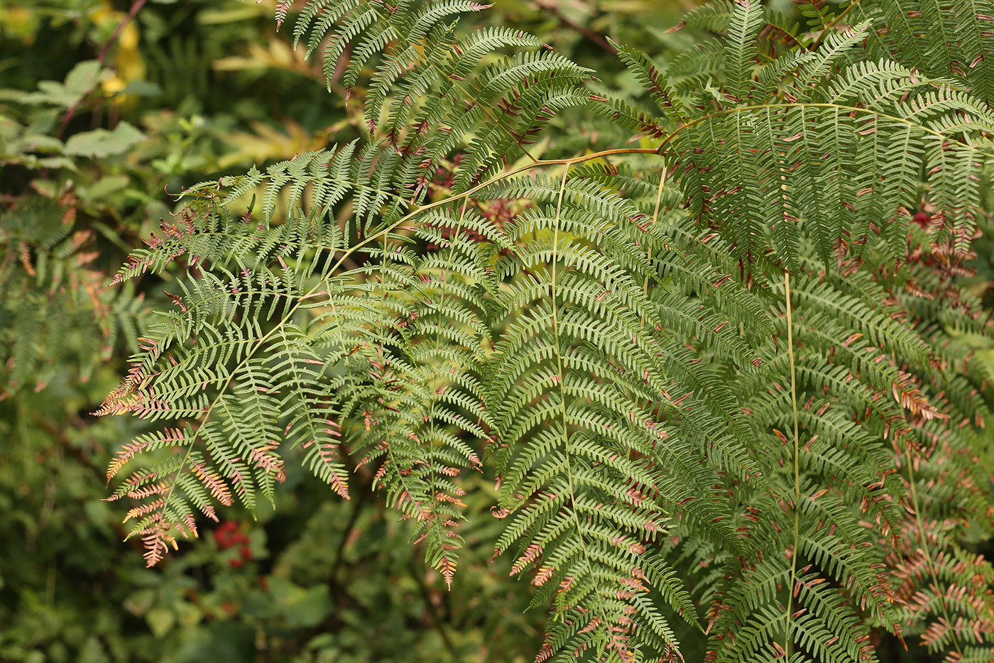 Image of genus Pteridium specimen.