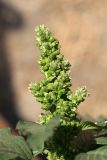 Amaranthus blitum