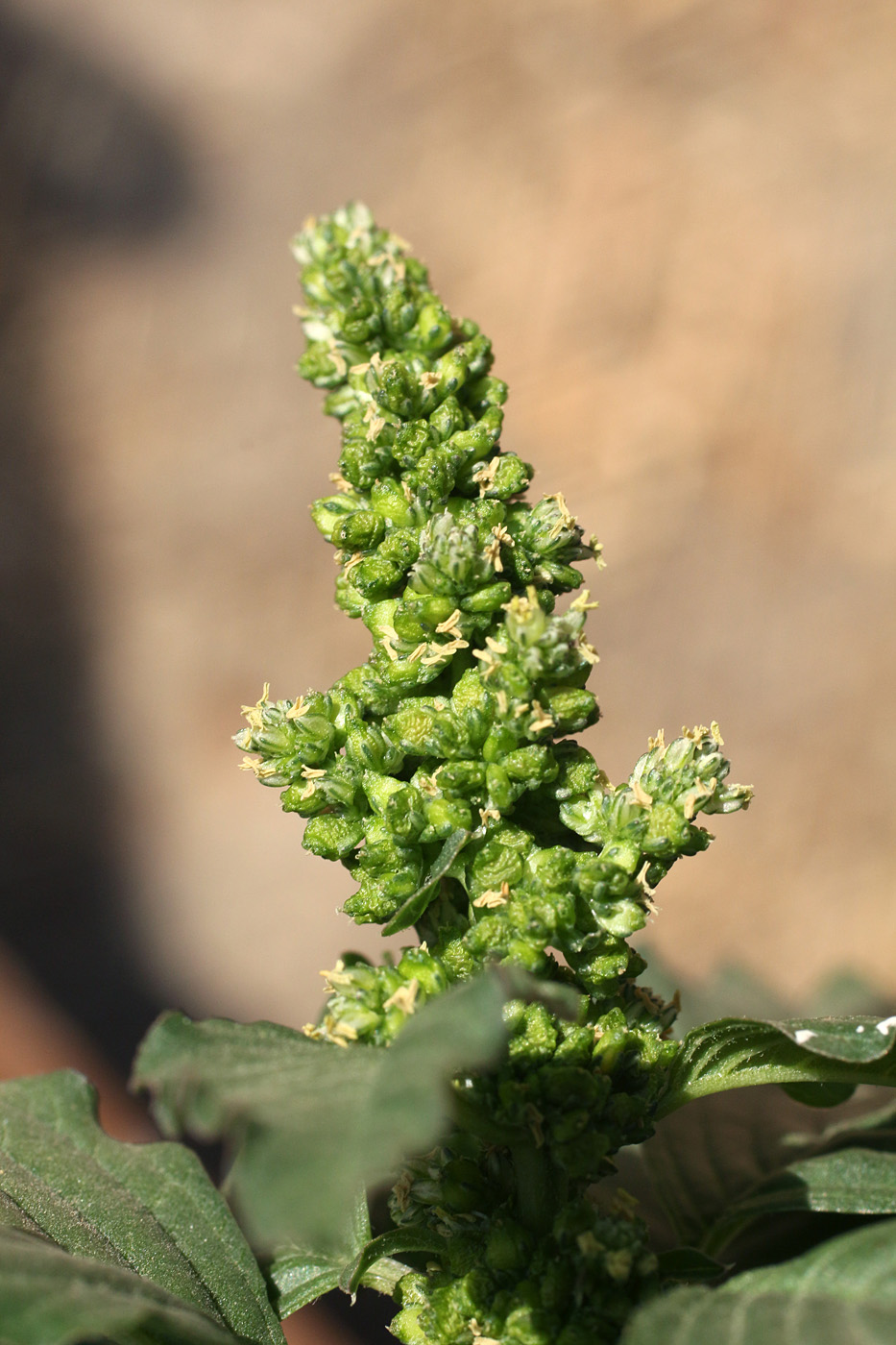 Изображение особи Amaranthus blitum.