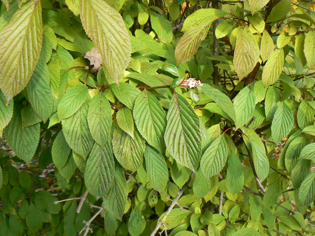 Изображение особи Viburnum farreri.