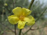 Verbascum pinnatifidum. Цветок. Крым, Керченский п-ов, Казантипский залив, окр. с. Нижнезаморское, зарастающие приморские пески. 25.06.2019.