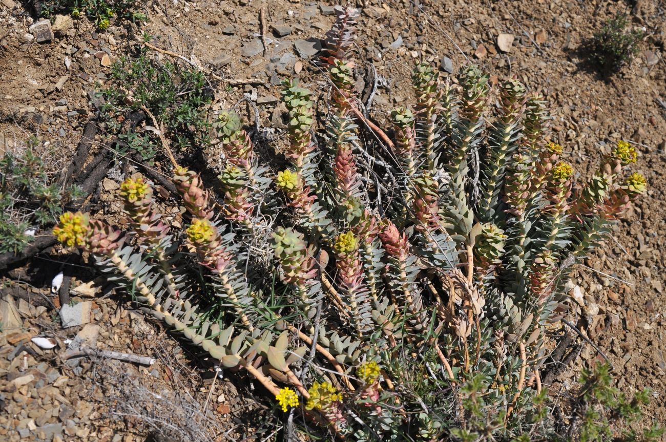 Image of Euphorbia myrsinites specimen.