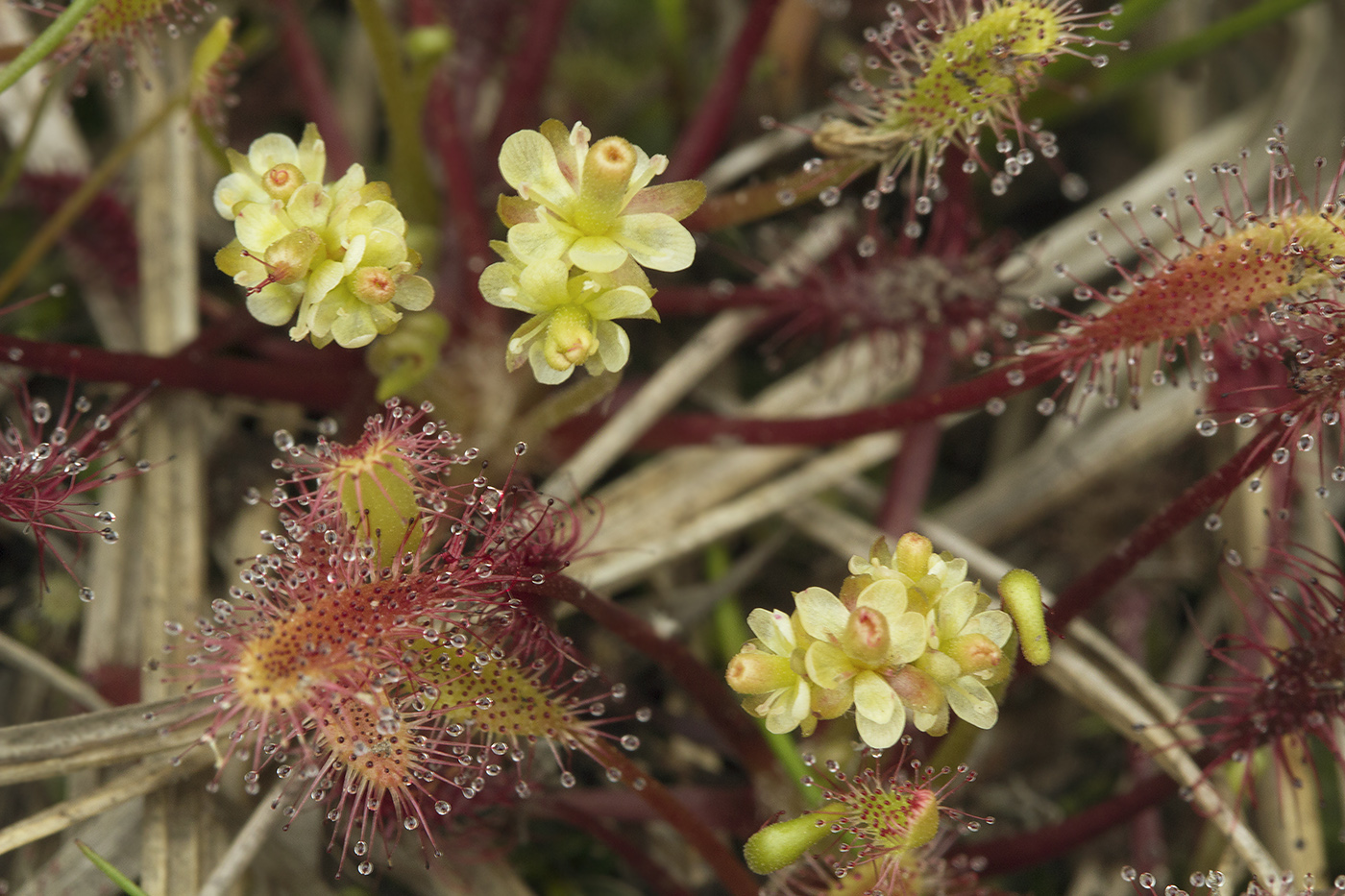 Изображение особи Drosera anglica.