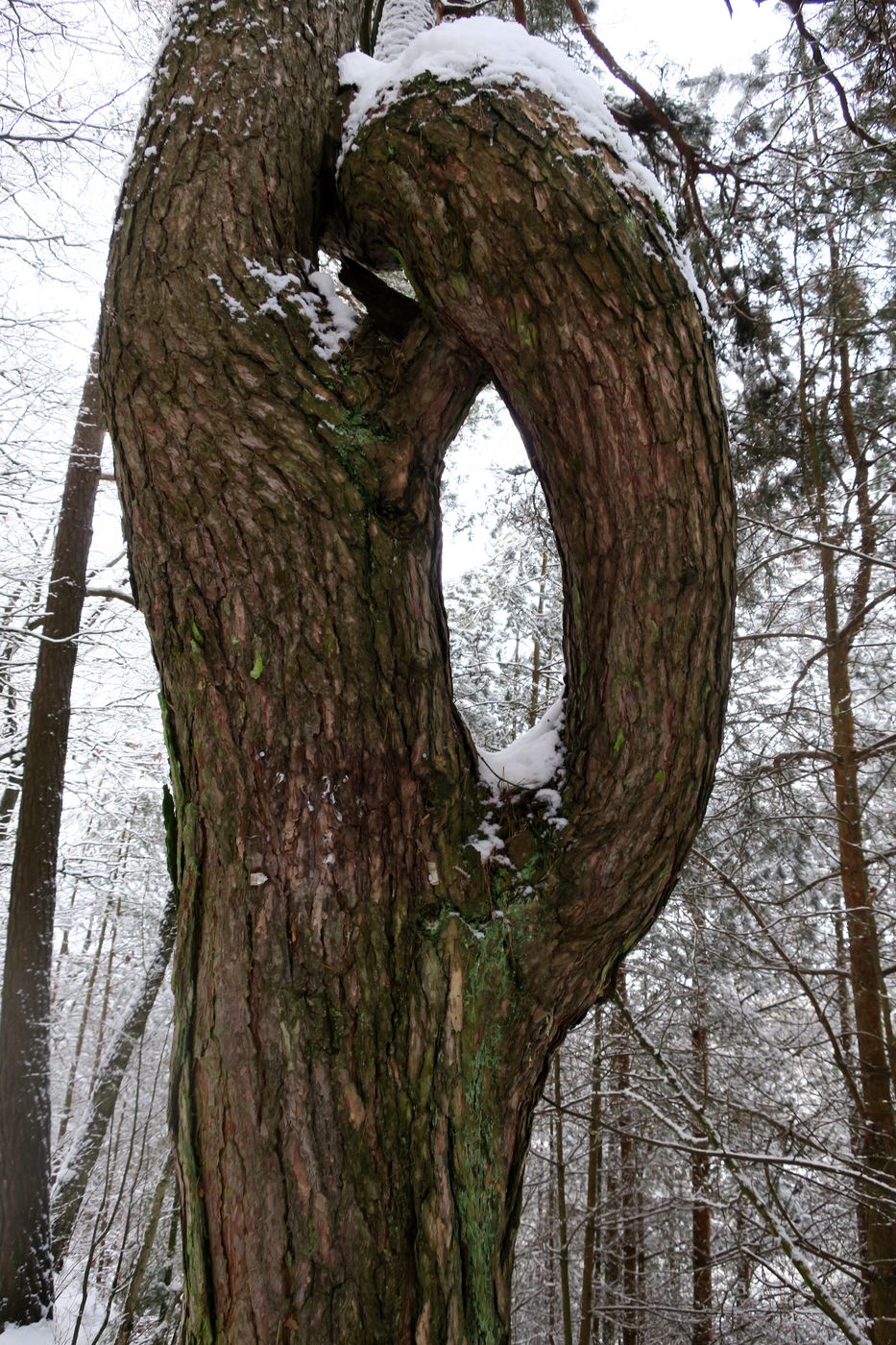 Image of Pinus sylvestris specimen.