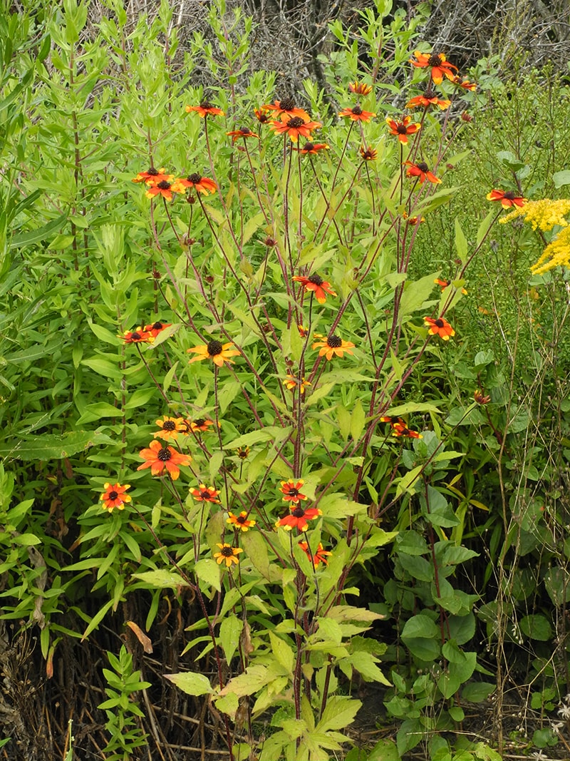 Image of Rudbeckia triloba specimen.