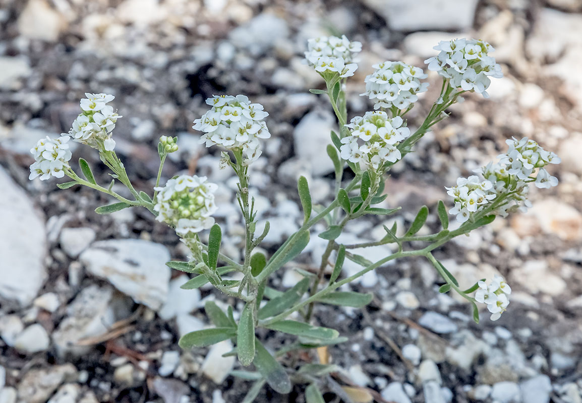 Image of Stevenia alyssoides specimen.