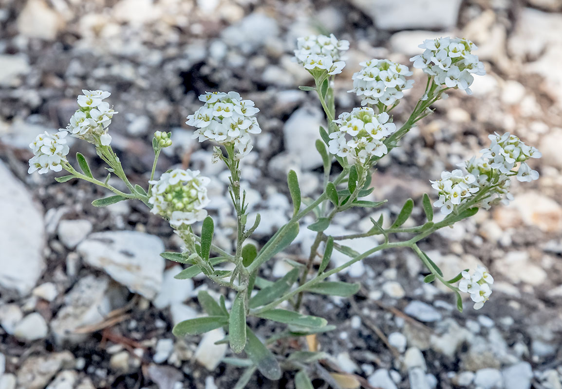 Изображение особи Stevenia alyssoides.