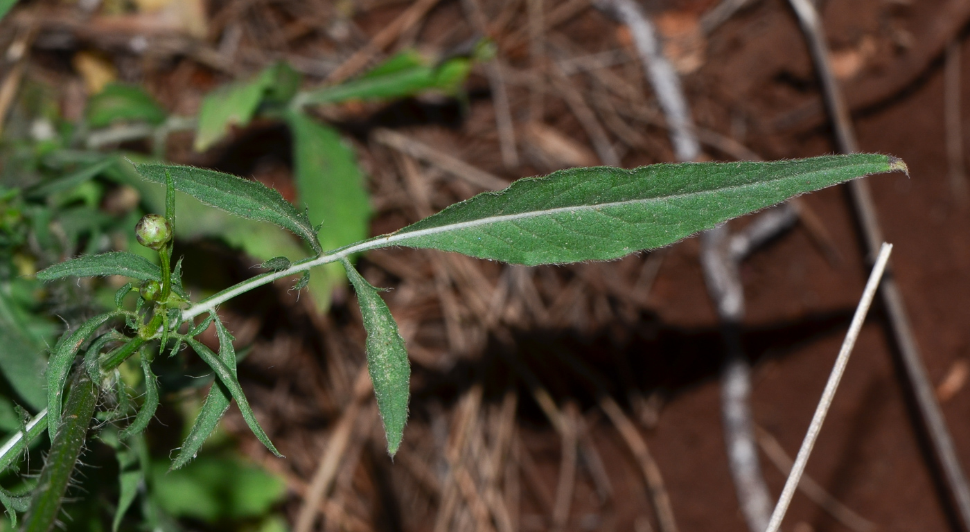 Изображение особи Cephalaria joppensis.