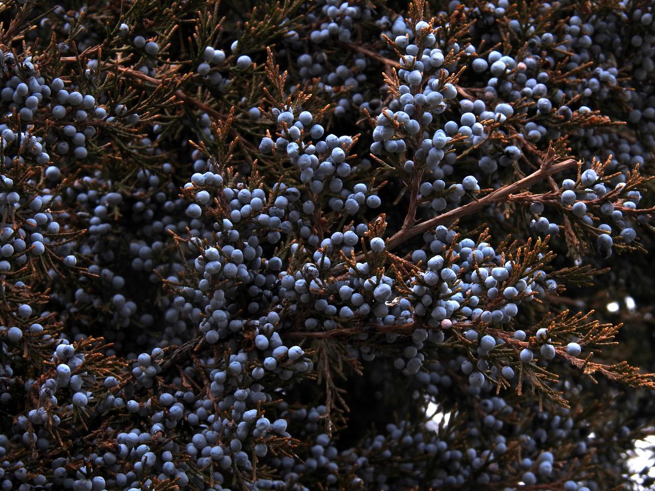 Изображение особи Juniperus virginiana.