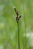 Carex praecox