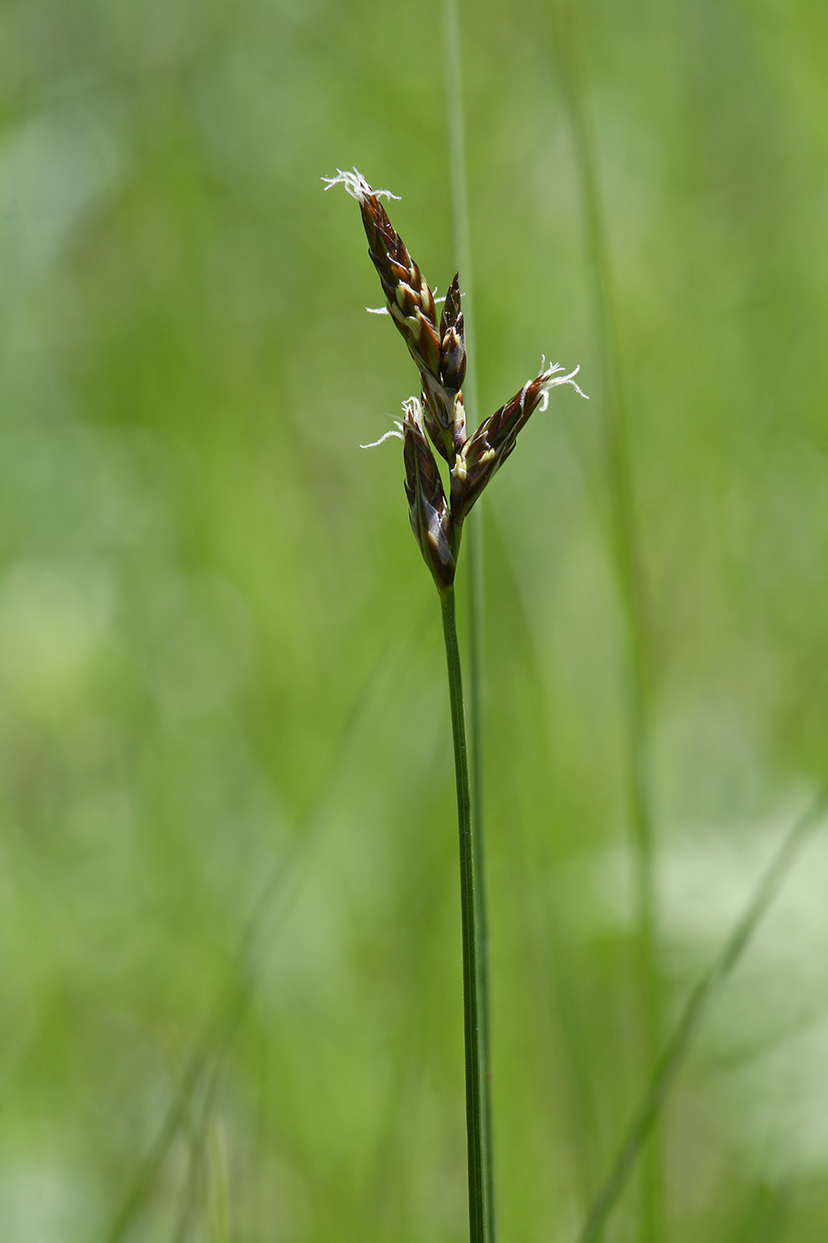 Изображение особи Carex praecox.