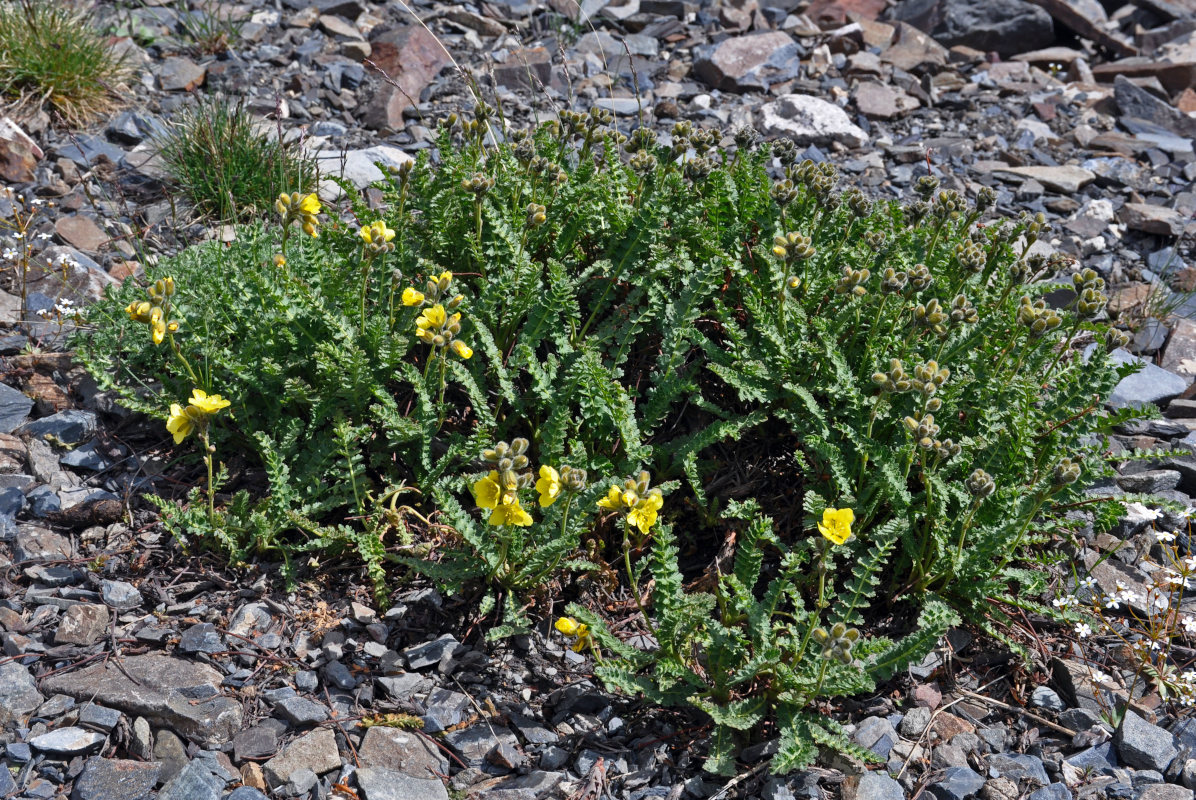 Image of Biebersteinia odora specimen.