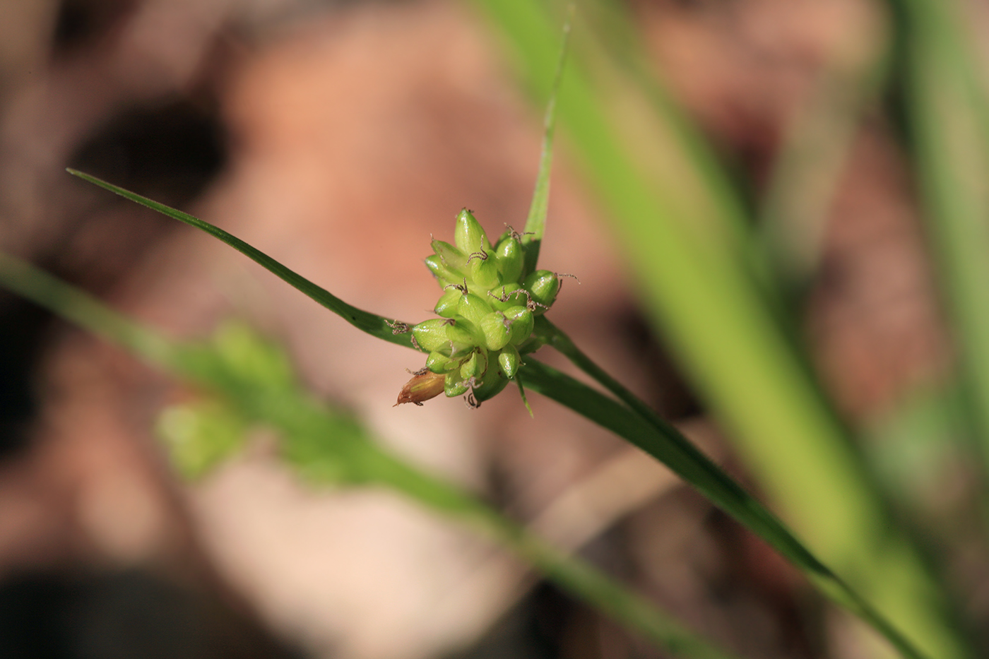 Image of Carex pallescens specimen.