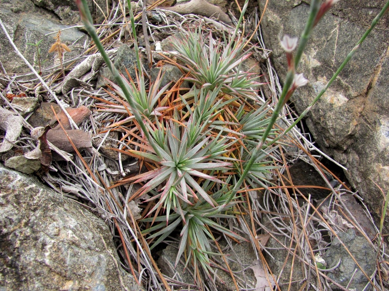 Image of Acantholimon acerosum specimen.