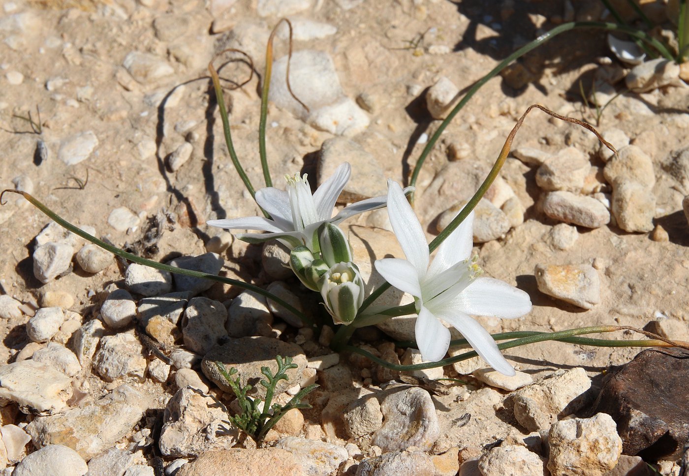 Image of Ornithogalum trichophyllum specimen.