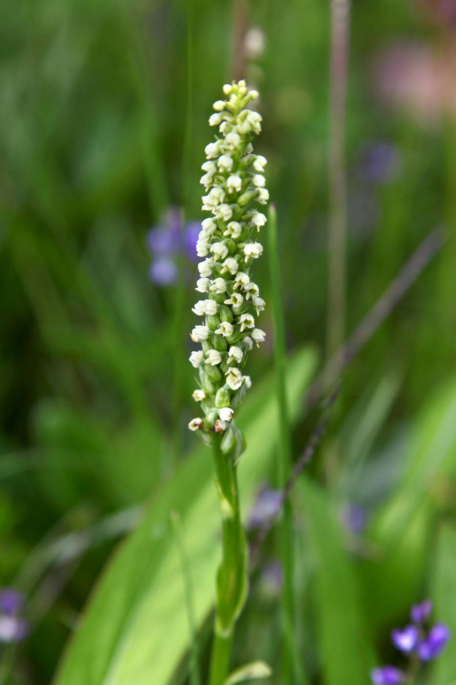 Image of Pseudorchis albida specimen.