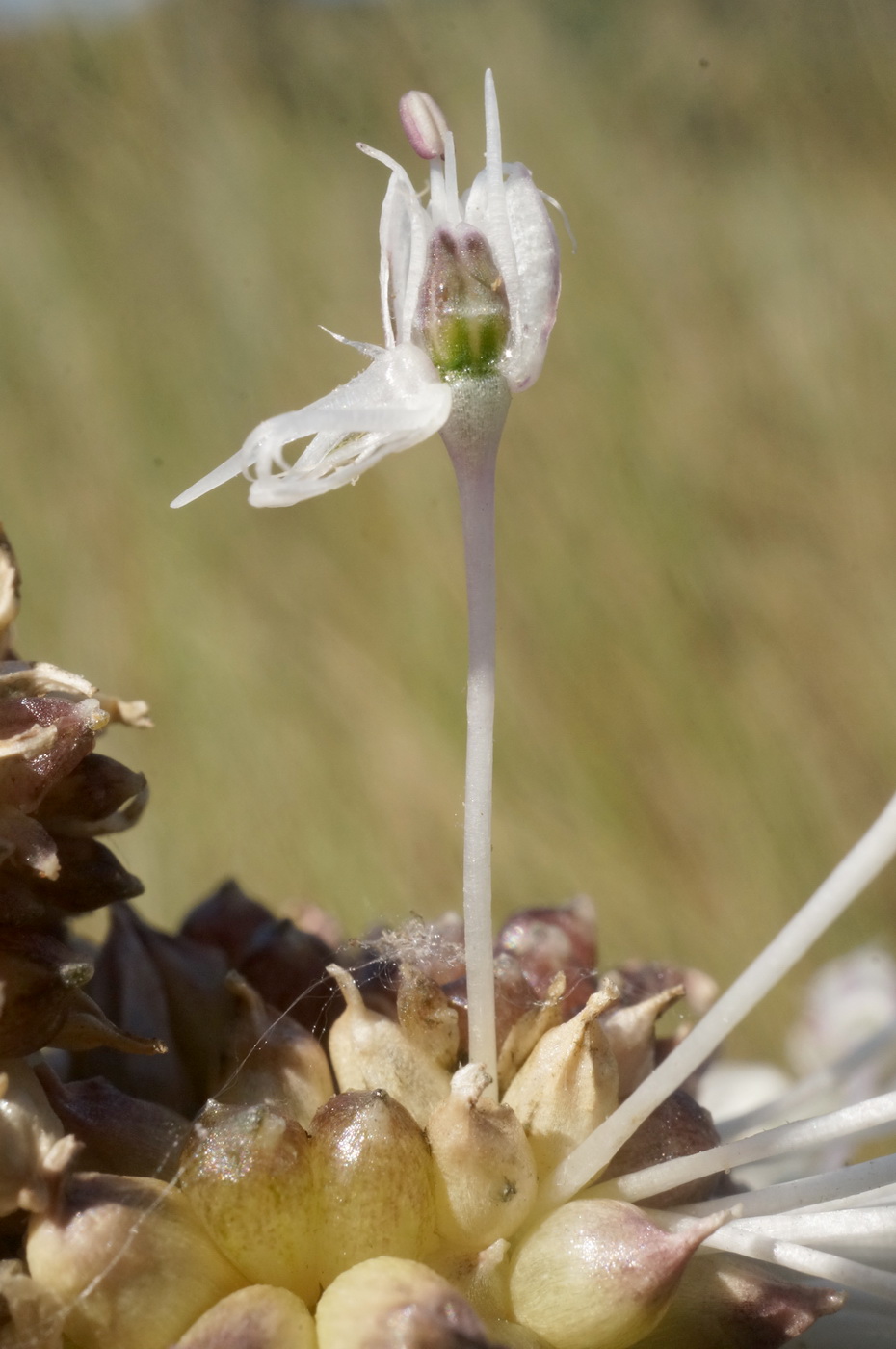 Image of Allium vineale specimen.