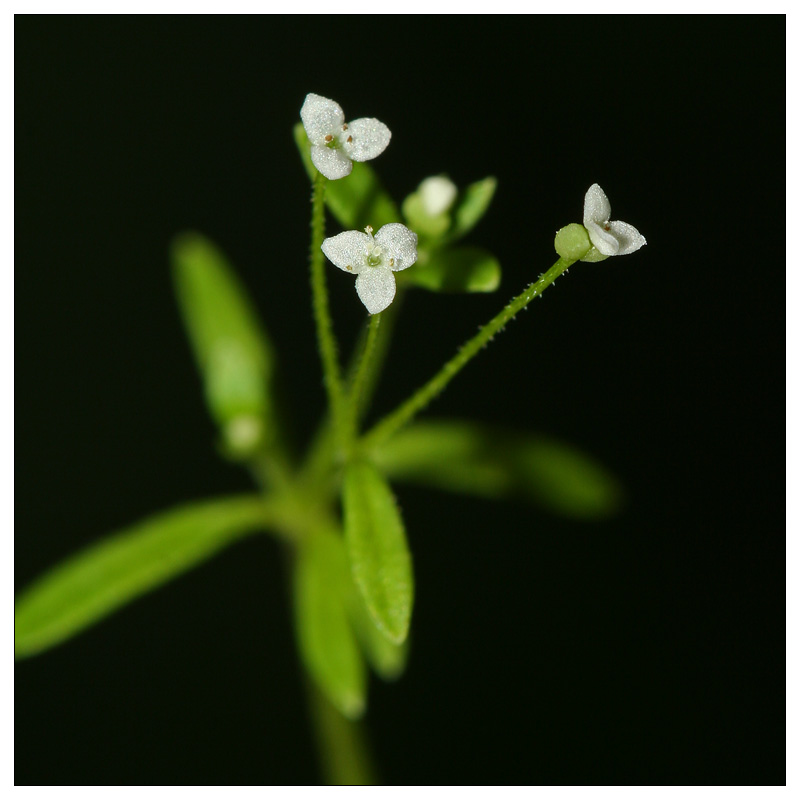 Изображение особи Galium trifidum.