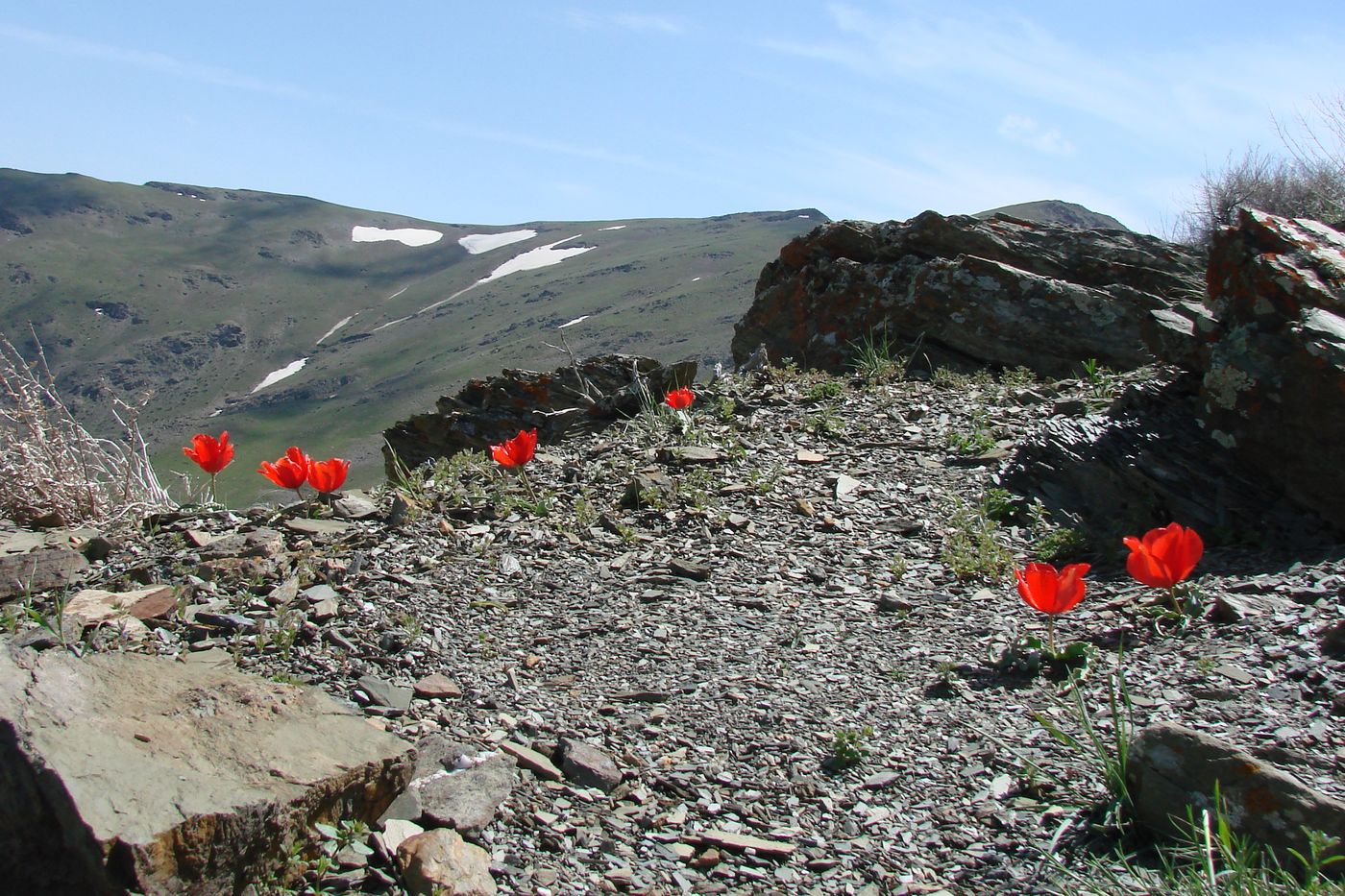 Изображение особи Tulipa korolkowii.