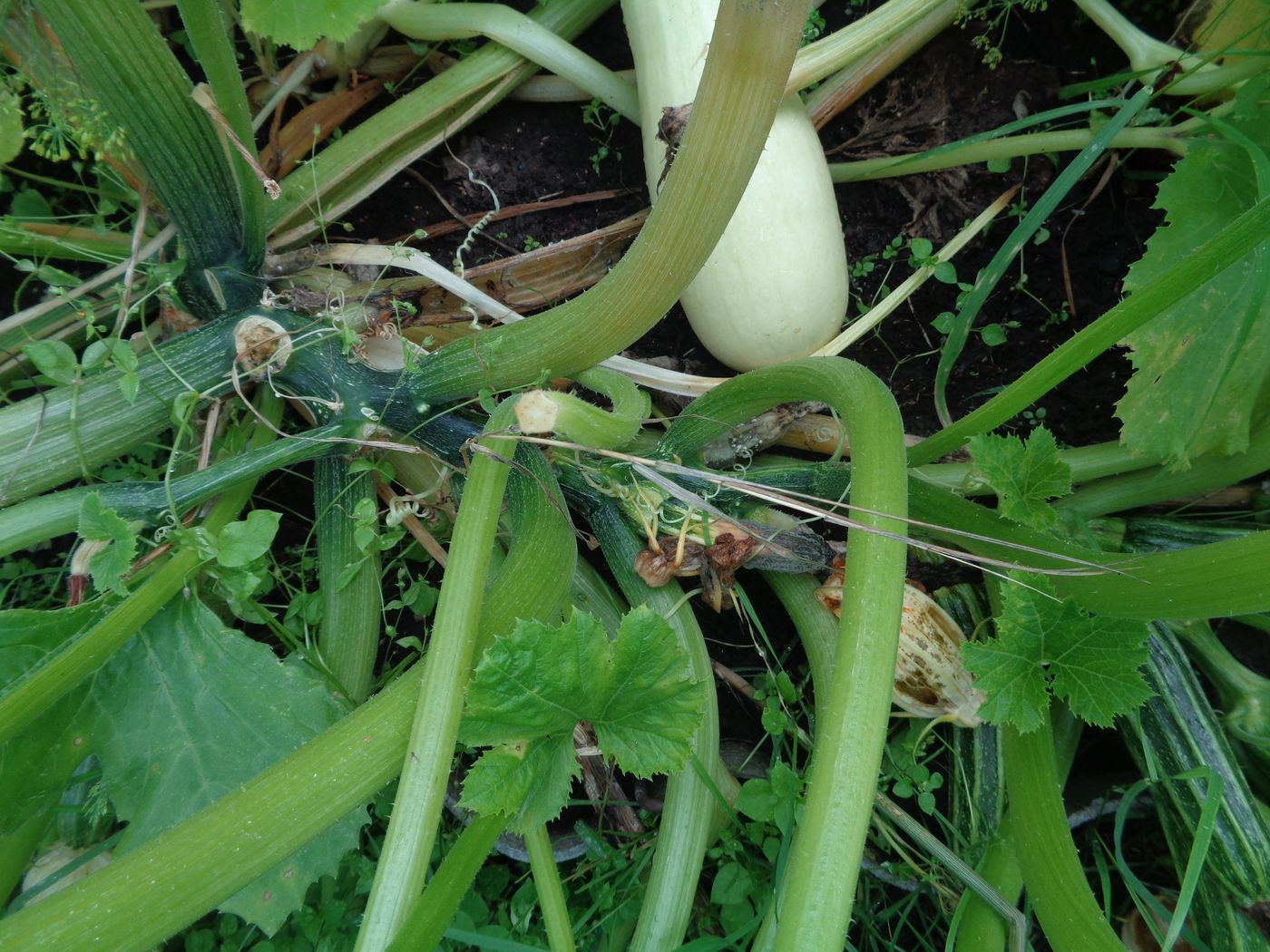 Image of Cucurbita pepo specimen.