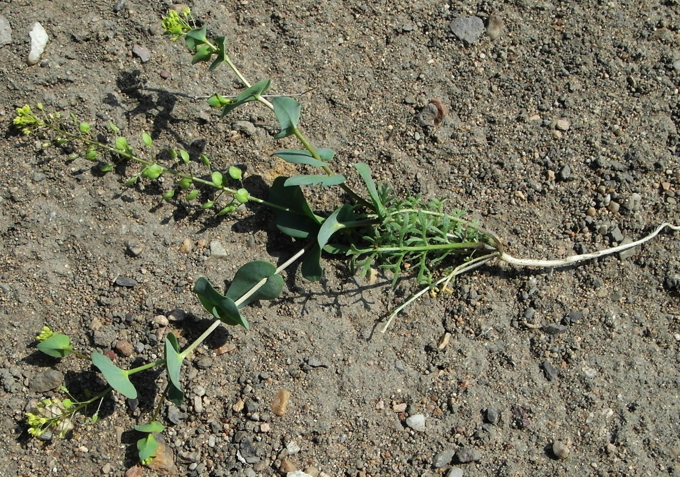 Изображение особи Lepidium perfoliatum.