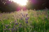 Salvia nutans