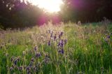 Salvia nutans